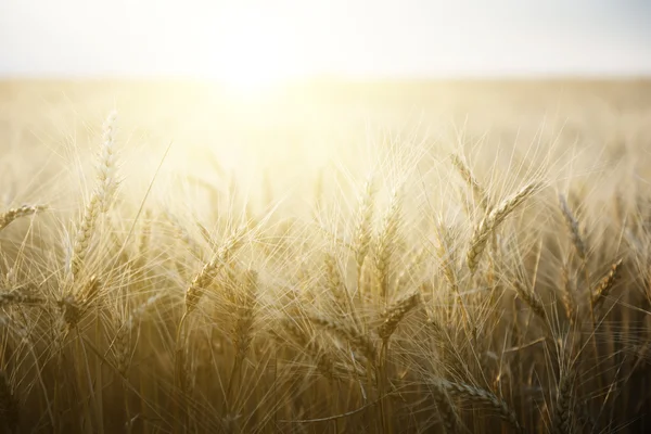 Tarweveld op een zonnige dag. — Stockfoto