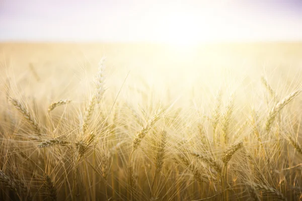 Pšeničné pole za slunečného dne. — Stock fotografie