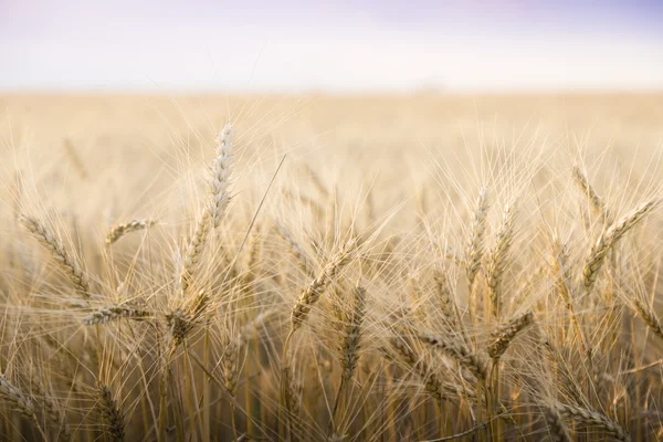 Campo de trigo em um dia ensolarado. — Fotografia de Stock