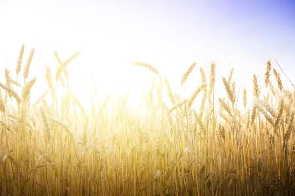 Pšeničné pole za slunečného dne. — Stock fotografie