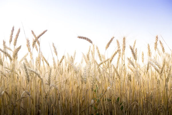 Güneşli bir günde buğday tarlası. — Stok fotoğraf