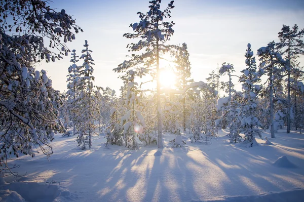 Winter forest. Sunrise, soft blue and pink tones. — Stock Photo, Image