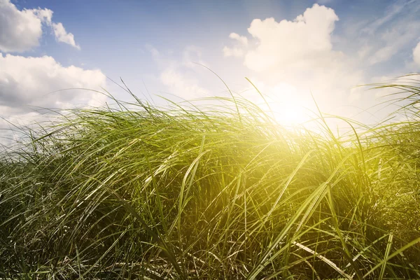 Sunset green meadow. Blue sky with clouds. — Stock Photo, Image