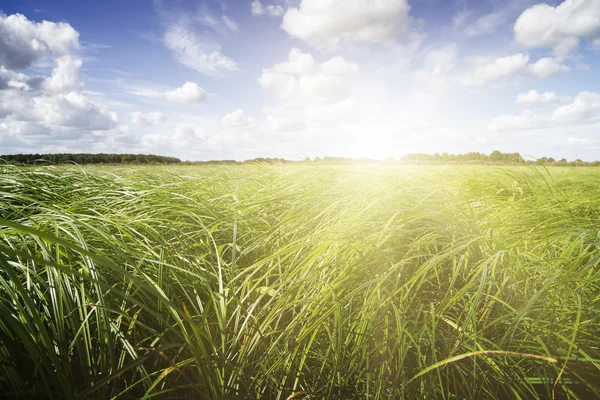 Groene weide die omgeven door bossen. — Stockfoto