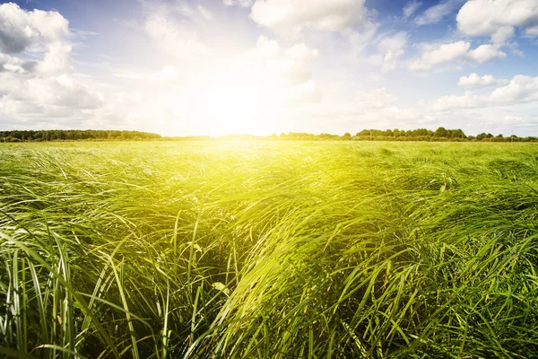 Groene weide die omgeven door bossen. — Stockfoto