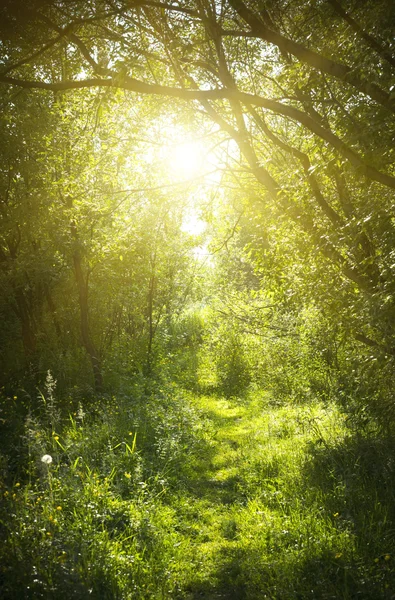 Uno stretto sentiero nella foresta delle fate — Foto Stock