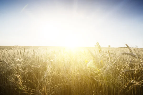 Пшеничное поле на закате . Стоковое Фото