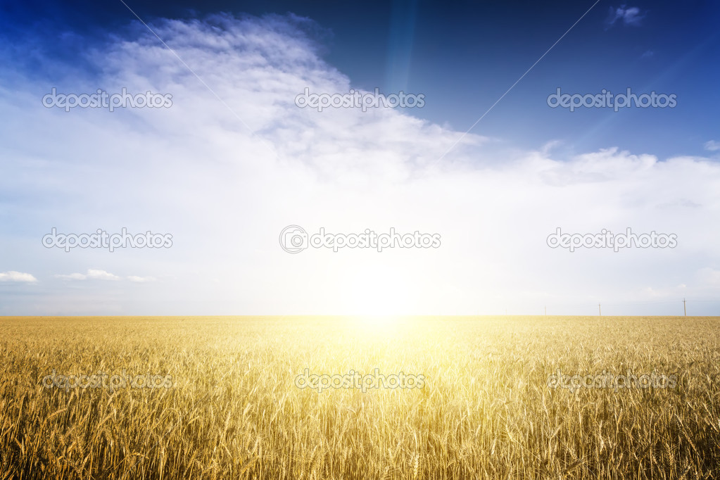 Rye field on a Sunny day.