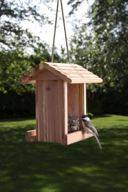 küçük chicadee