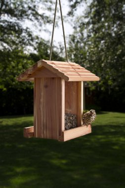Köpekten sinirli kuş