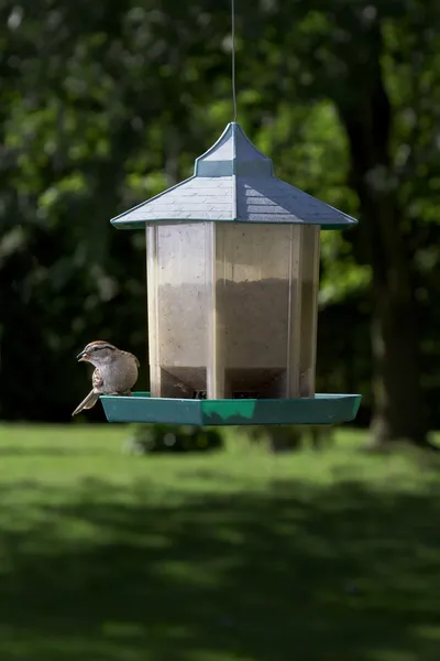 Feeding sparrow — Stock Photo, Image