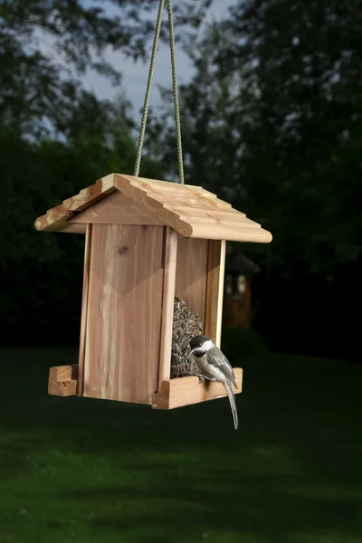 At the feeder — Stock Photo, Image