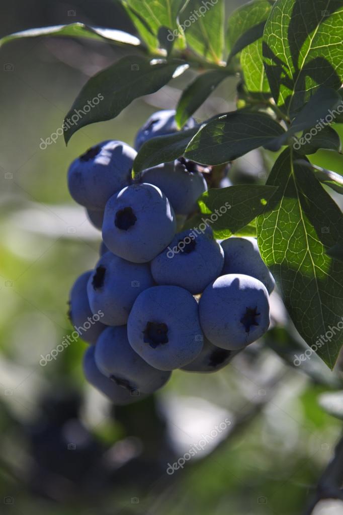 Blueberry grape — Stock Photo © mypstudio 12648316