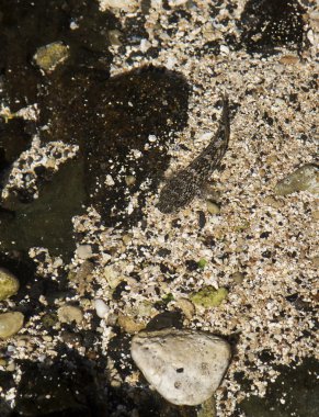 gelgit gölette yaşayan