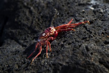 Kırmızı yengeç kabuk