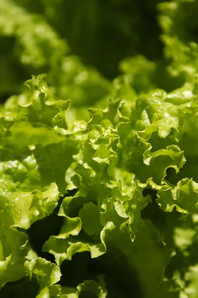 Garden lettuce — Stock Photo, Image