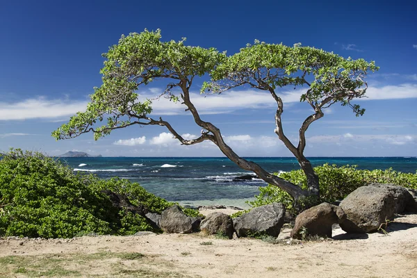 Ocean and tree — Stock Photo, Image