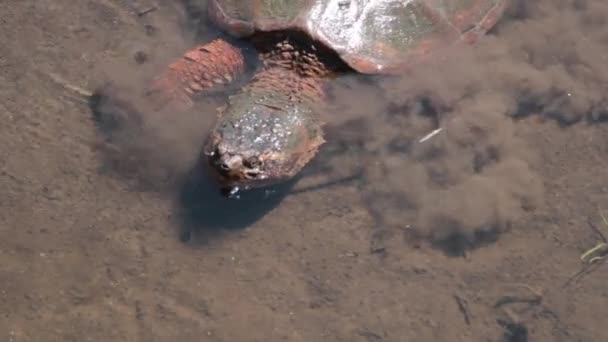 Common snapping turtle — Stock Video