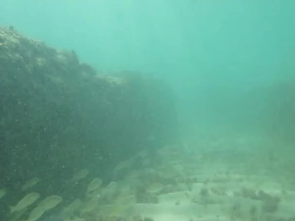 Snorkeling aventura — Vídeo de Stock