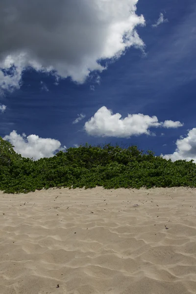 Beachbeach bush — Stok fotoğraf