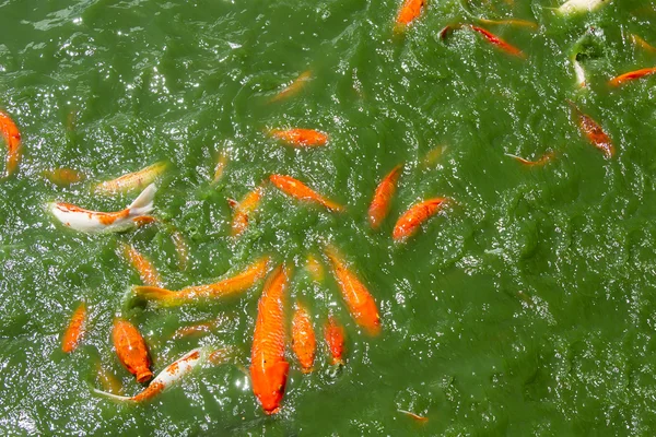 Peces en agua verde — Foto de Stock