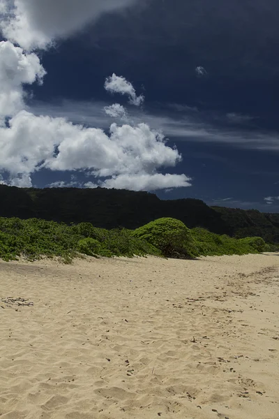 Hawaiin beach — Stok fotoğraf