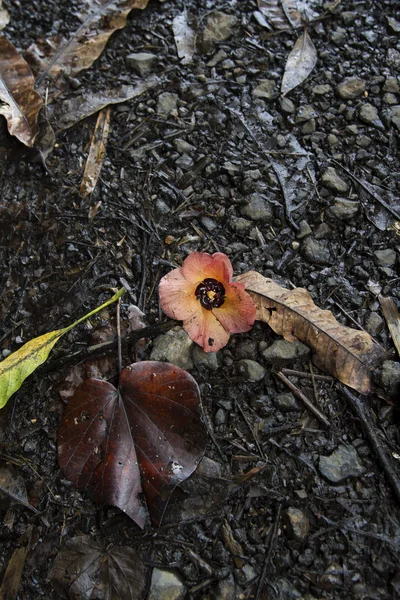 Dead hibiscus — Stock Photo, Image