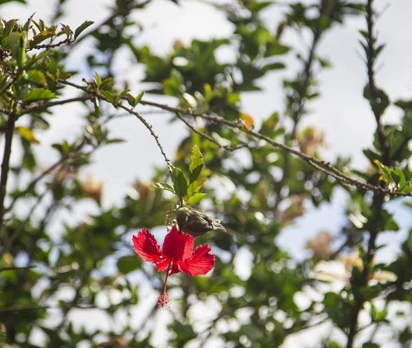 Feeding Japanese White-eye — Stock Photo, Image