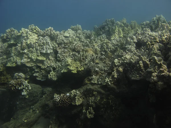 Coral wall — Stock Photo, Image