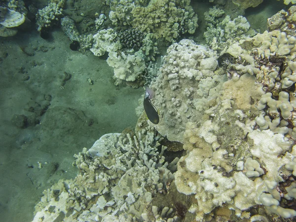 Ryby v korálový útes — Stock fotografie