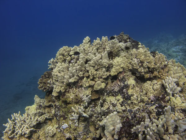 Arrecife de coral — Foto de Stock