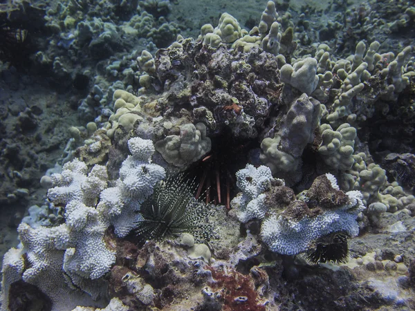 Urchin colony — Stock Photo, Image