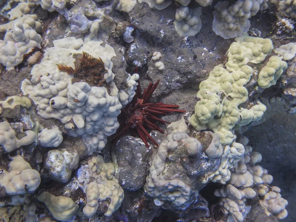 Red pencil sea urchin — Stock Photo, Image