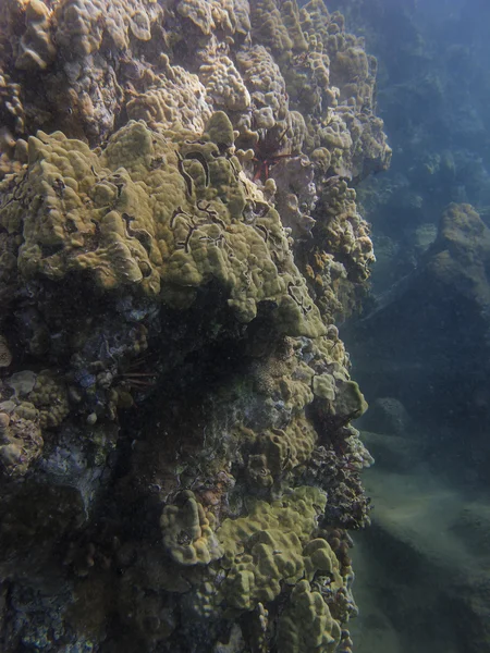 Ściana Koral — Zdjęcie stockowe