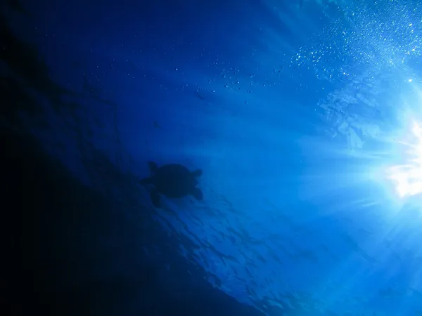 Tortue de mer au soleil — Photo