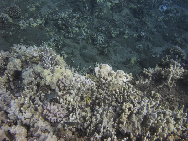 Peces en un arrecife de coral — Foto de Stock