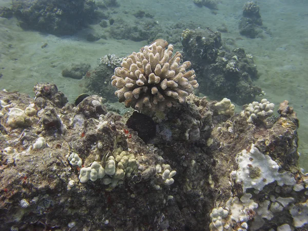 サンゴ礁の生活 — ストック写真