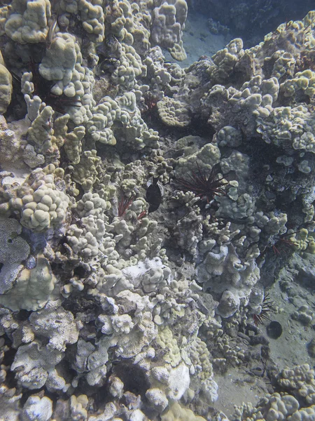 Reef colony — Stock Photo, Image