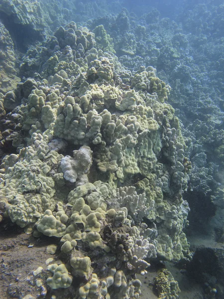 Coral reef — Stock Photo, Image