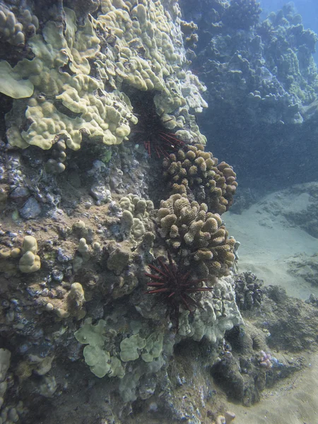 Urchin mercan içinde — Stok fotoğraf