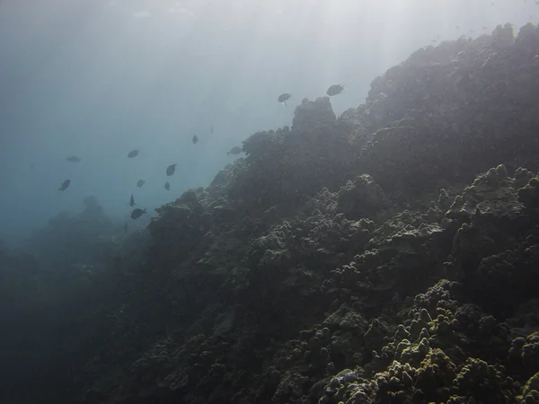 Reef in de zonRafa w słońcu — Zdjęcie stockowe