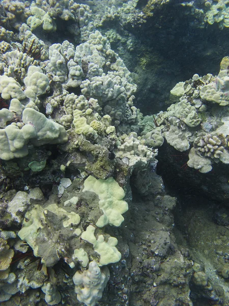 Arrecife de coral —  Fotos de Stock