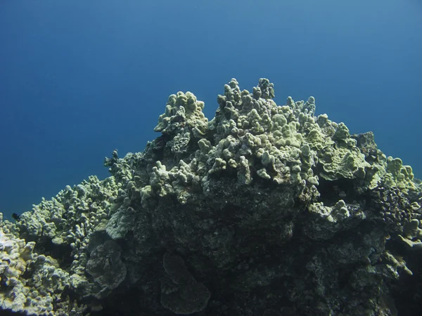 Coral mountain — Stock Photo, Image