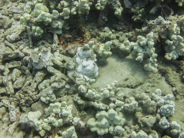 Urchin ve mercan — Stok fotoğraf