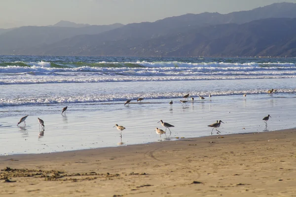 Flock of sandpiper wades — Stock Photo, Image