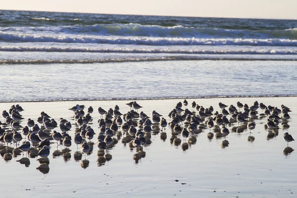 Troupeau de pattes de bécasseau — Photo