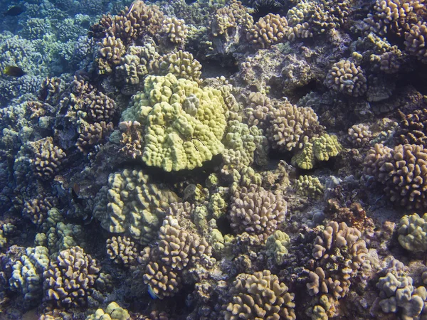 Hård kärna reef — Stockfoto