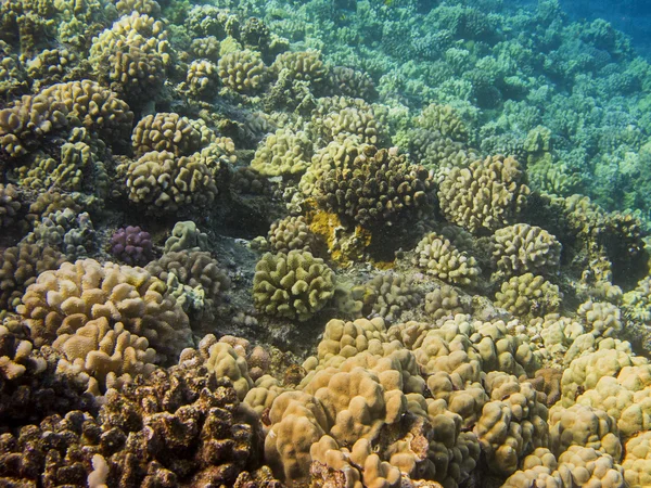 Hawaiian reef — Stock Photo, Image