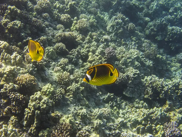 Racoon butterflyfish — Stock Photo, Image