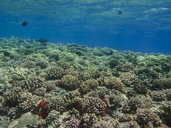 Urchin colony — Stock Photo, Image